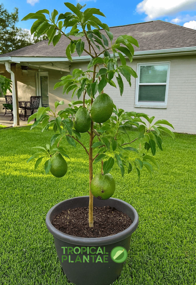 GRAFTED Marcus Pumpkin Avocado Tree – Live Fruit Tree – Rare Variety- - NO CA