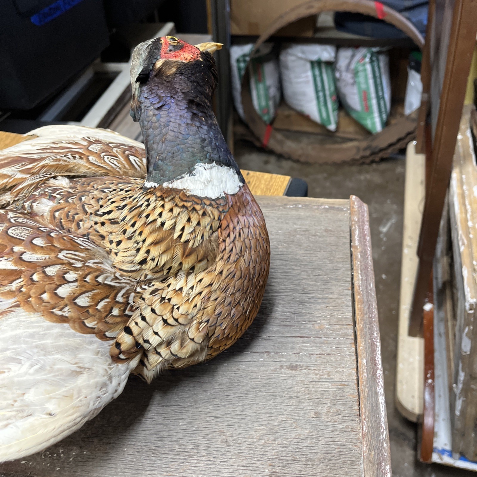 VINTAGE TAXIDERMY RING-NECKED FULL PHEASANT WALL MOUNT 24” CABIN HUNTING