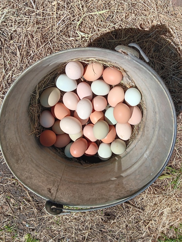 12+ Barnyard Mix Hatching Eggs 🥚