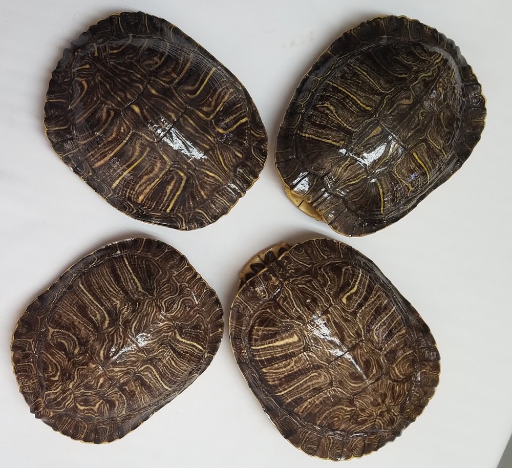 6" Genuine turtle shell, Leagel Slider Turtle Shell