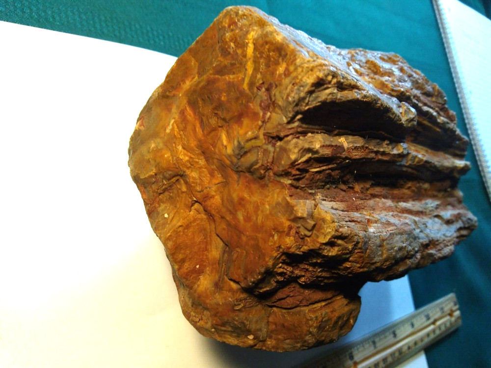 Petrified Wood Rough- Over 7-1/2 lbs.