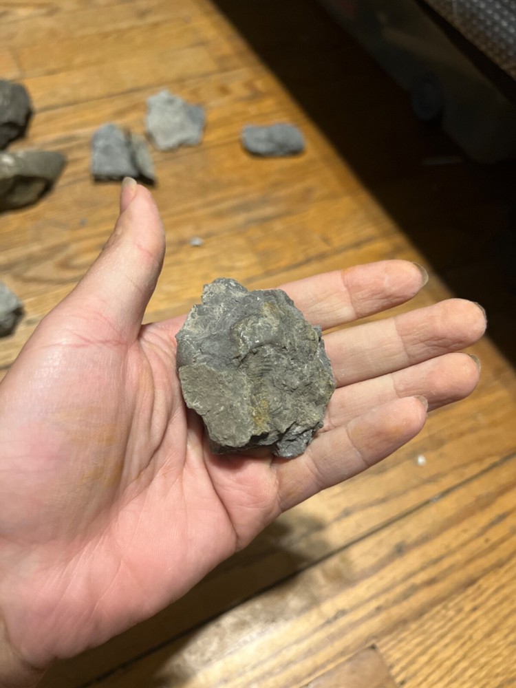 Marine Fossil Rocks