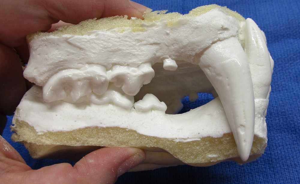 Leopard jaws teeth cast taxidermy plastic replica