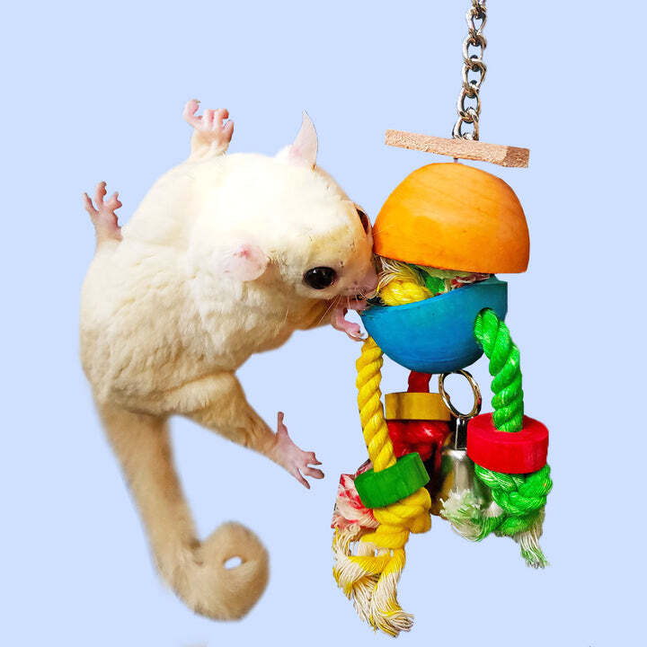 Cage Enhancement Set (Premium) - Interactive Climbing Foraging Accessory