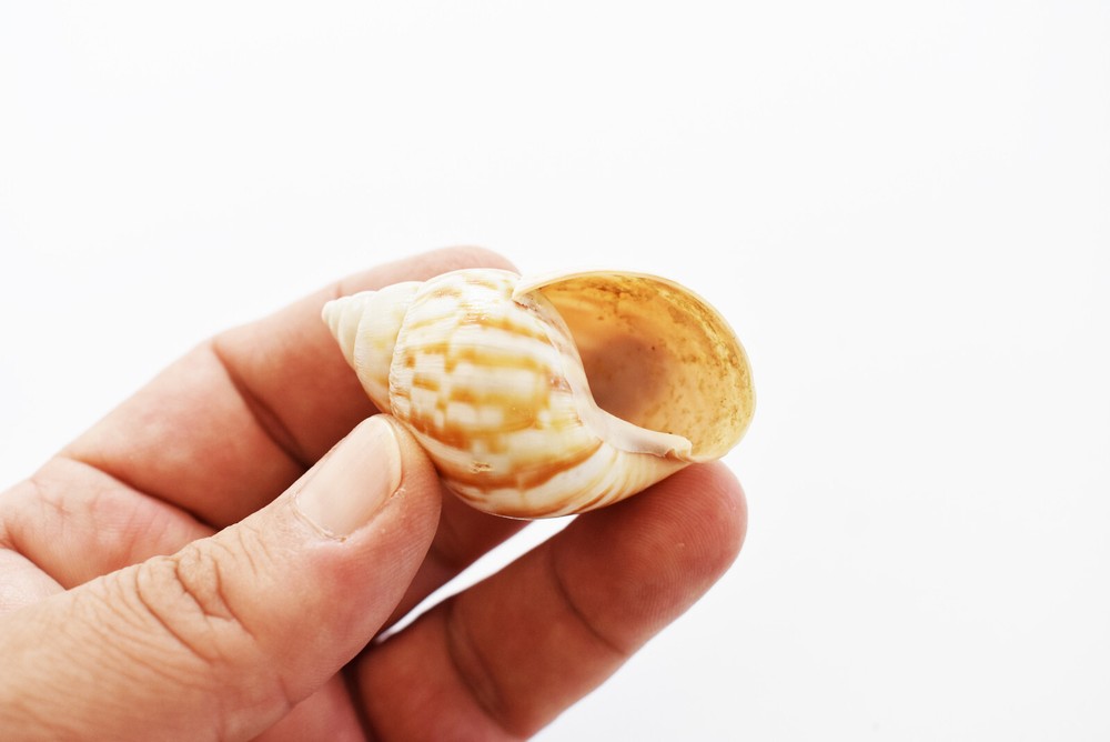 15 Hermit Crab Shells Assorted Natural Seashells SMALL to Medium Beautiful Set