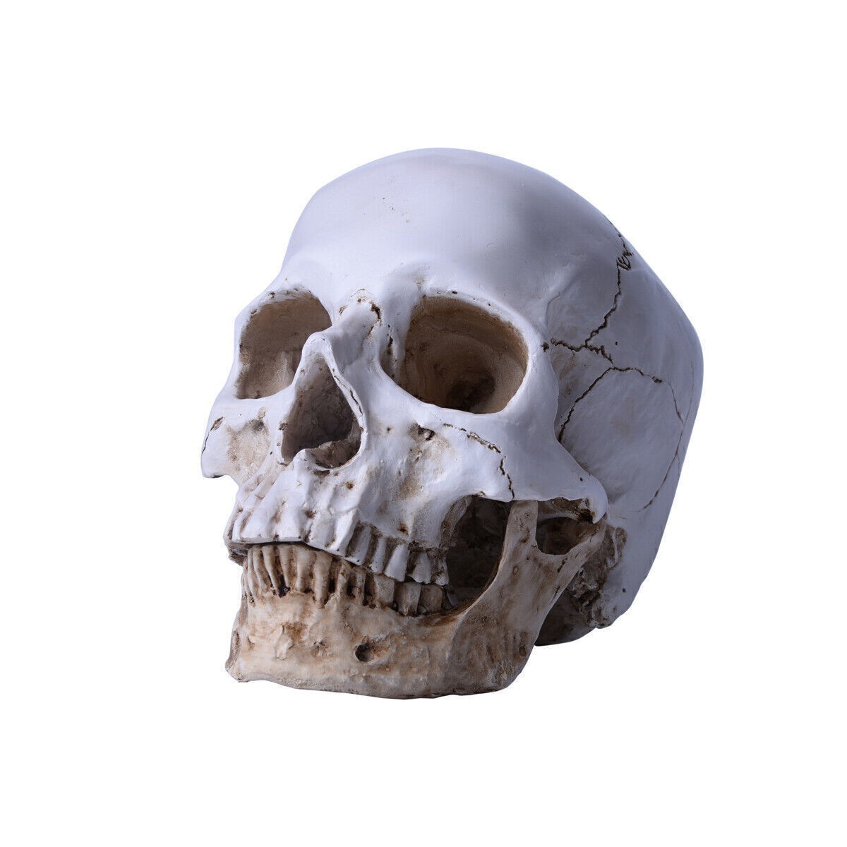 Resin Replica 1:1 Life Human Anatomy Skull Collectable Bar Decoration Teaching