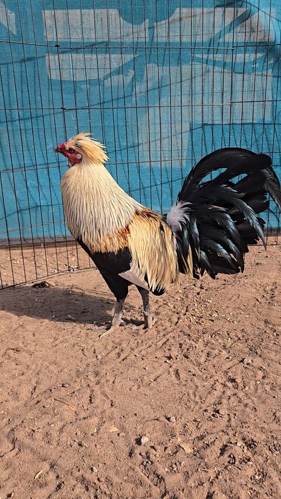 12 Pure Flarry Eye  Hatching Eggs NPIP CERTIFIED