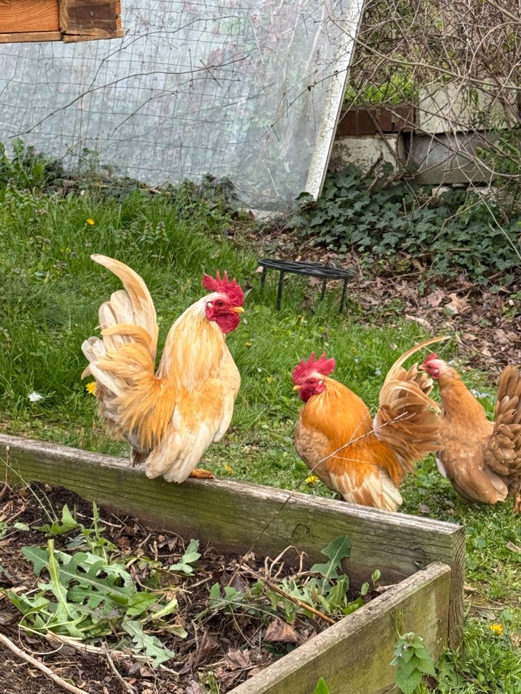 12+ 2 small Quality Serama Chicken Hatching Eggs