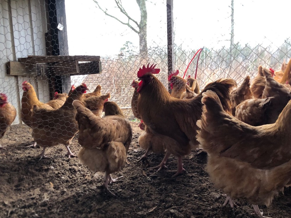 12 Buff Orpington Hatching Eggs NPIP certified AI clean flock