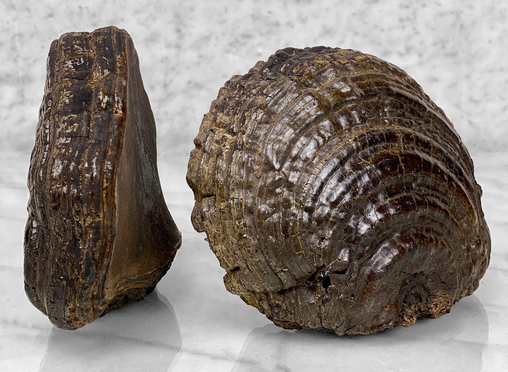 Vintage Organic Petrified Mushroom Specimens - A Pair