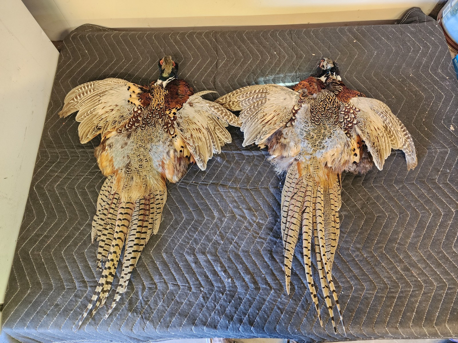 2 Ring Necked Pheasant Pelt Feathers Fly Fishing Material Dog Training Crafts