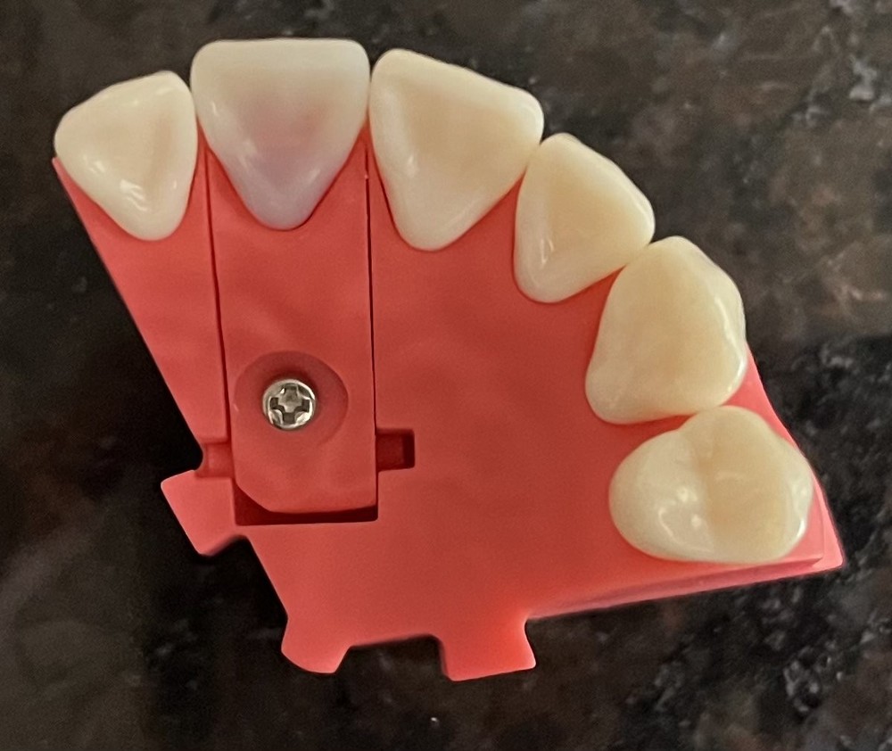 Kilgore ADEX Endo Typodont Tooth #8 Practice
