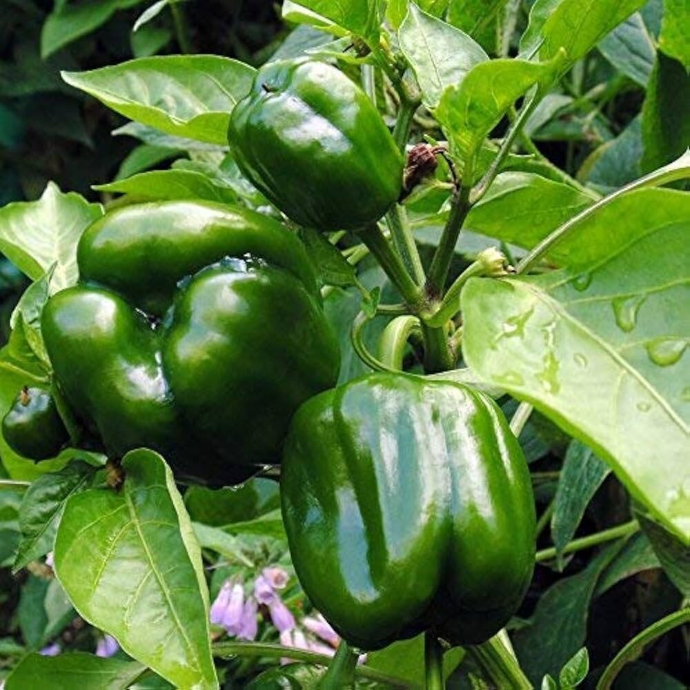 Emerald Giant Sweet Bell Pepper, NON-GMO, Heirloom, Stuffed Peppers, FREE SHIP