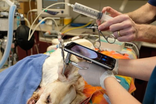 Veterinary Video Otoscope System