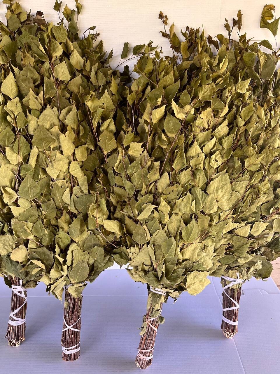 12 Oak brooms sauna banya venik Eiche whisks eco 2025 Ukrainian