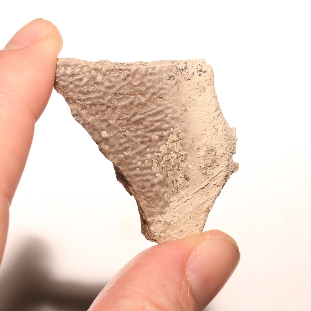 Turtle Shell Piece - Dinosaur Age Specimen - Hell Creek Formation Cretaceous