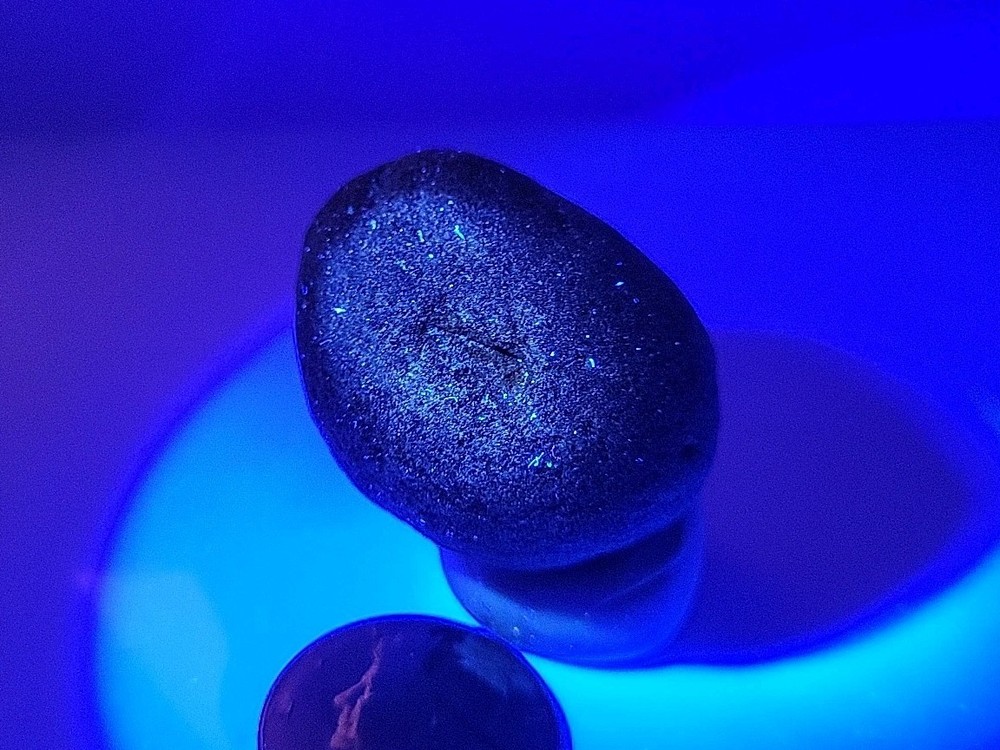 Real Permineralized Reptile Egg Fossil