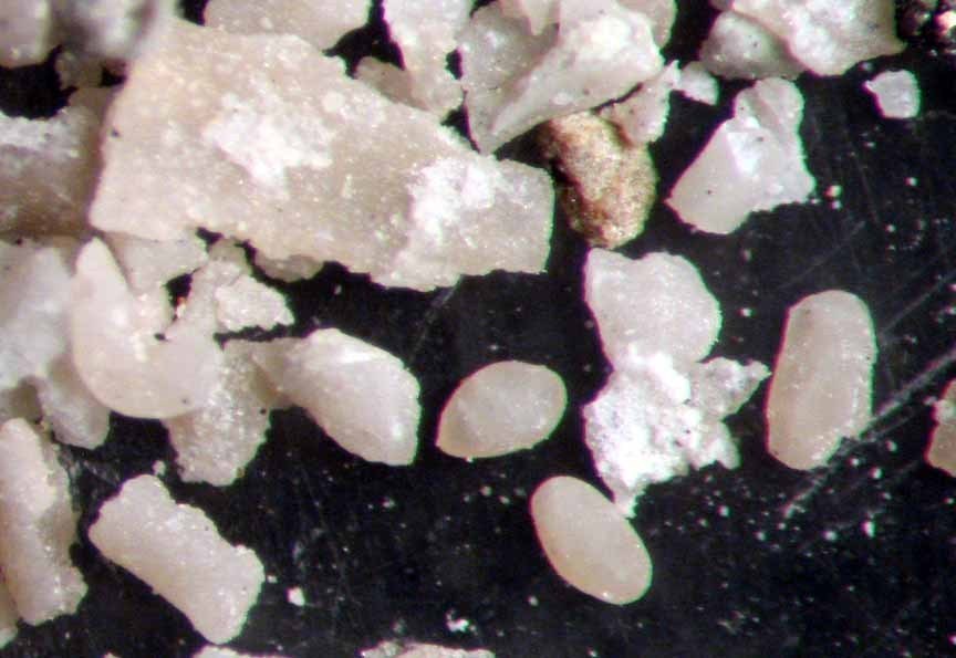 Devonian - Permian microfossil matrix ostracods foraminifera fossils 13 samples