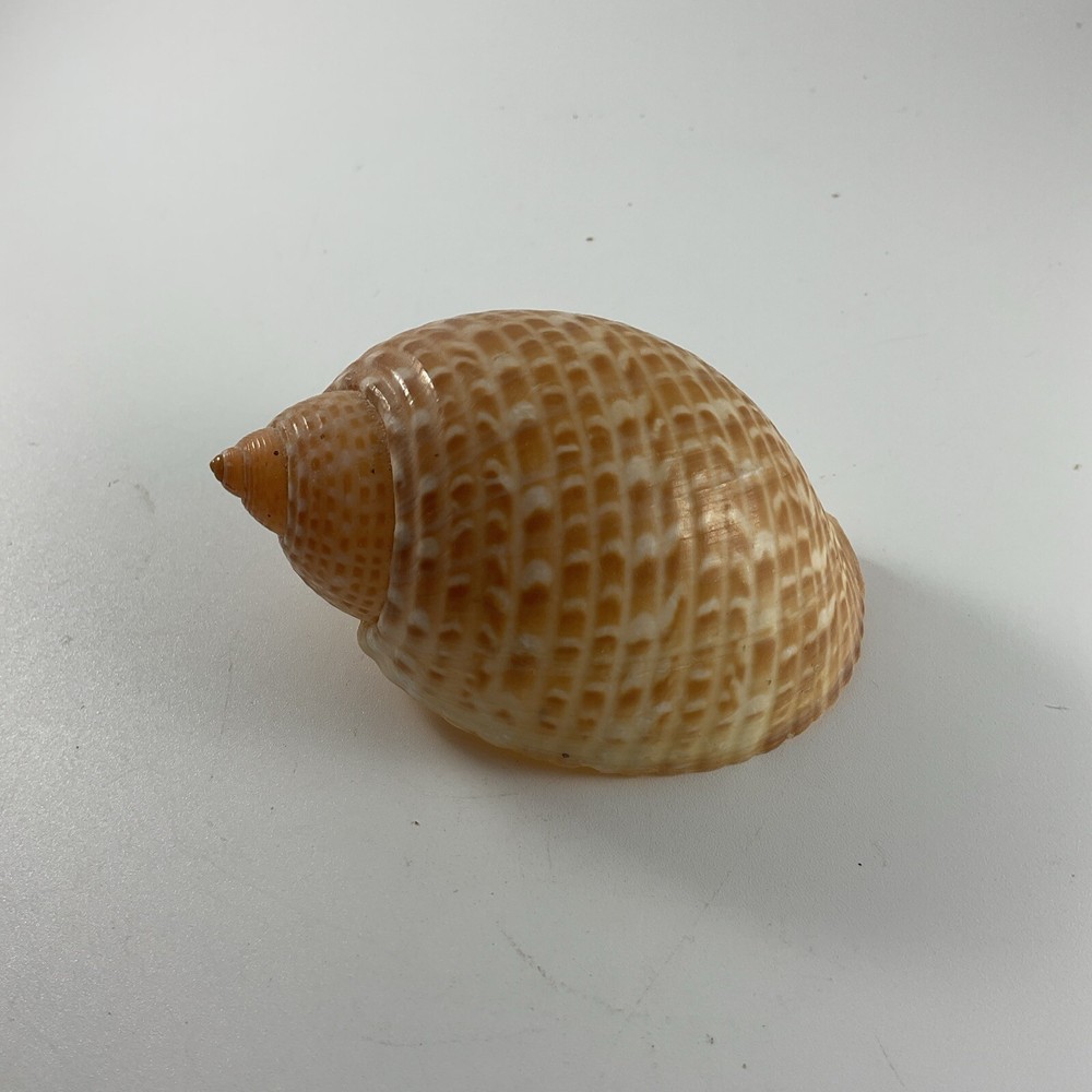 Tonna perdix Pacific Partridge Tun 82mm  shell