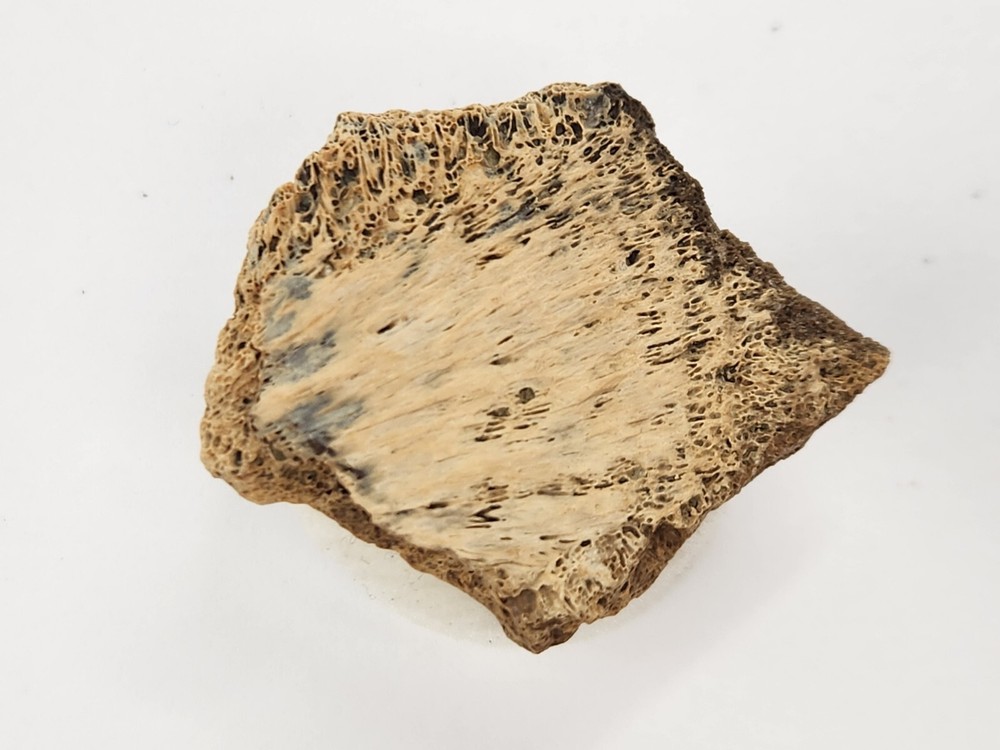 Cretaceous Turtle Shell Fossil - Testudines - Judith River Fm. - Hill Co., MT