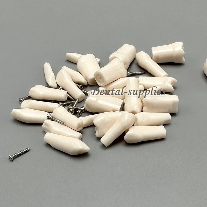Dental Study Teeth Models Technician Practice Preparation Removable Tooth Nissin