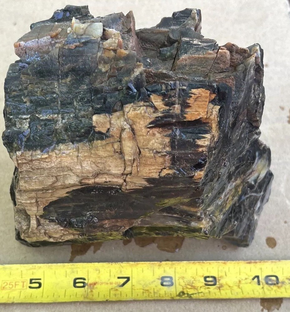Colorful petrified wood