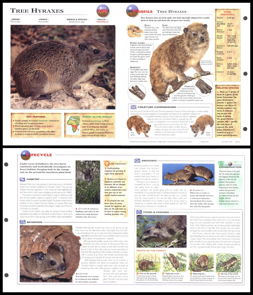 Fold-Out Sheet - Tree Hyraxes - 298