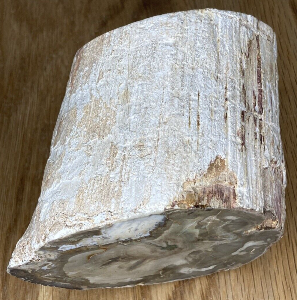 Fossil Specimen, Silicified Tree Branch Section, USA, 90mm