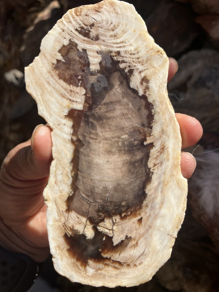 Petrified Wood Slab