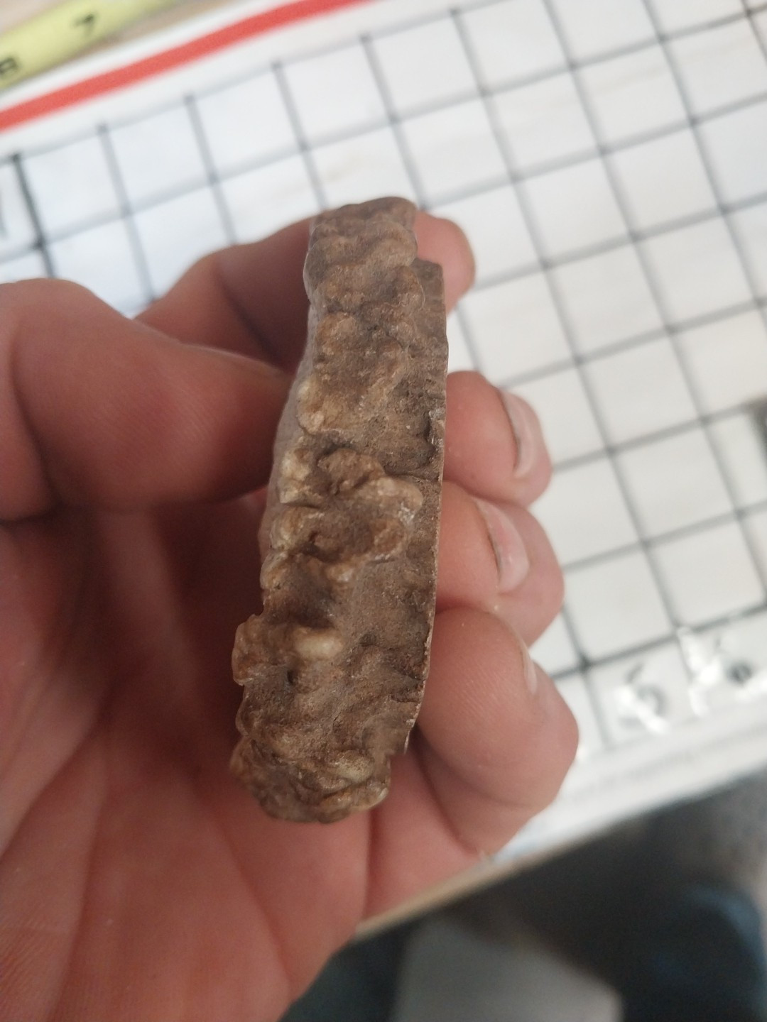 1 BROWN #1 ELK ANTLER CROWNS ROSETTES BURR NATIVE CRAFTS 2.5 to 3 Inch