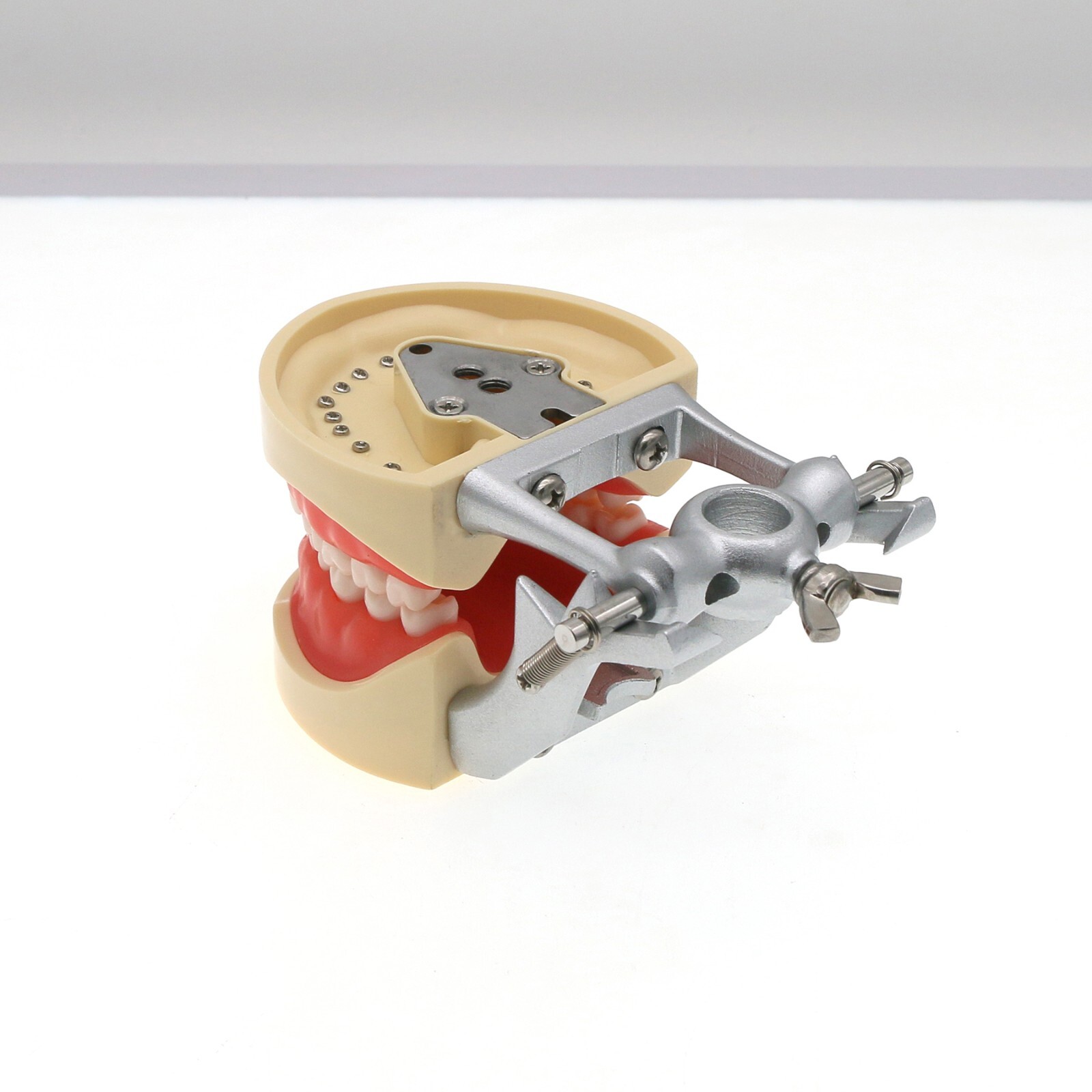 Kilgore NISSIN 200 Type Dental Typodont Model M8012 with 32Pcs Removable Teeth