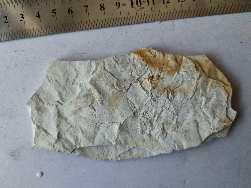 Unique and authentic fish fossils A03