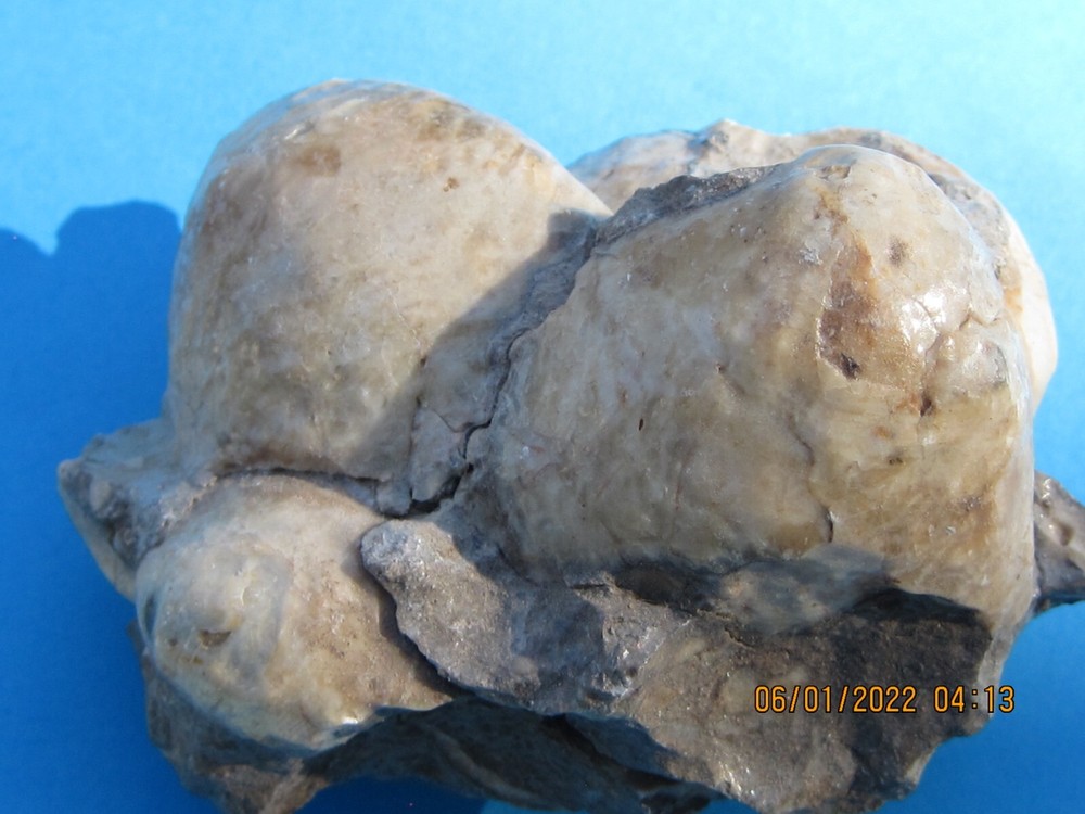 CLAM SHELL CLUSTER
