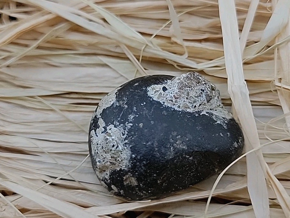 Real Permineralized Reptile Egg Fossil