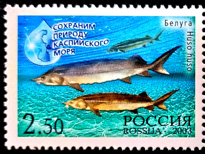 RUSSIA 2003. Preserving Nature Caspian Sea, Fish Beluga Sturgeon, MNH