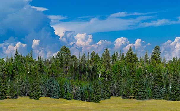 TrainJunkies Pine Forest II Model Railroad Backdrop