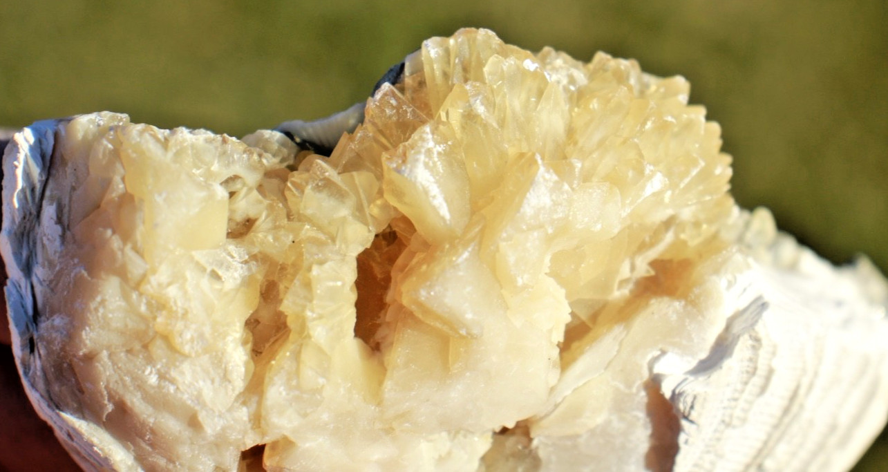 Fluorescent Fossil Crystal Clam from Ruck's Pit, Florida • Mercanaria permanga