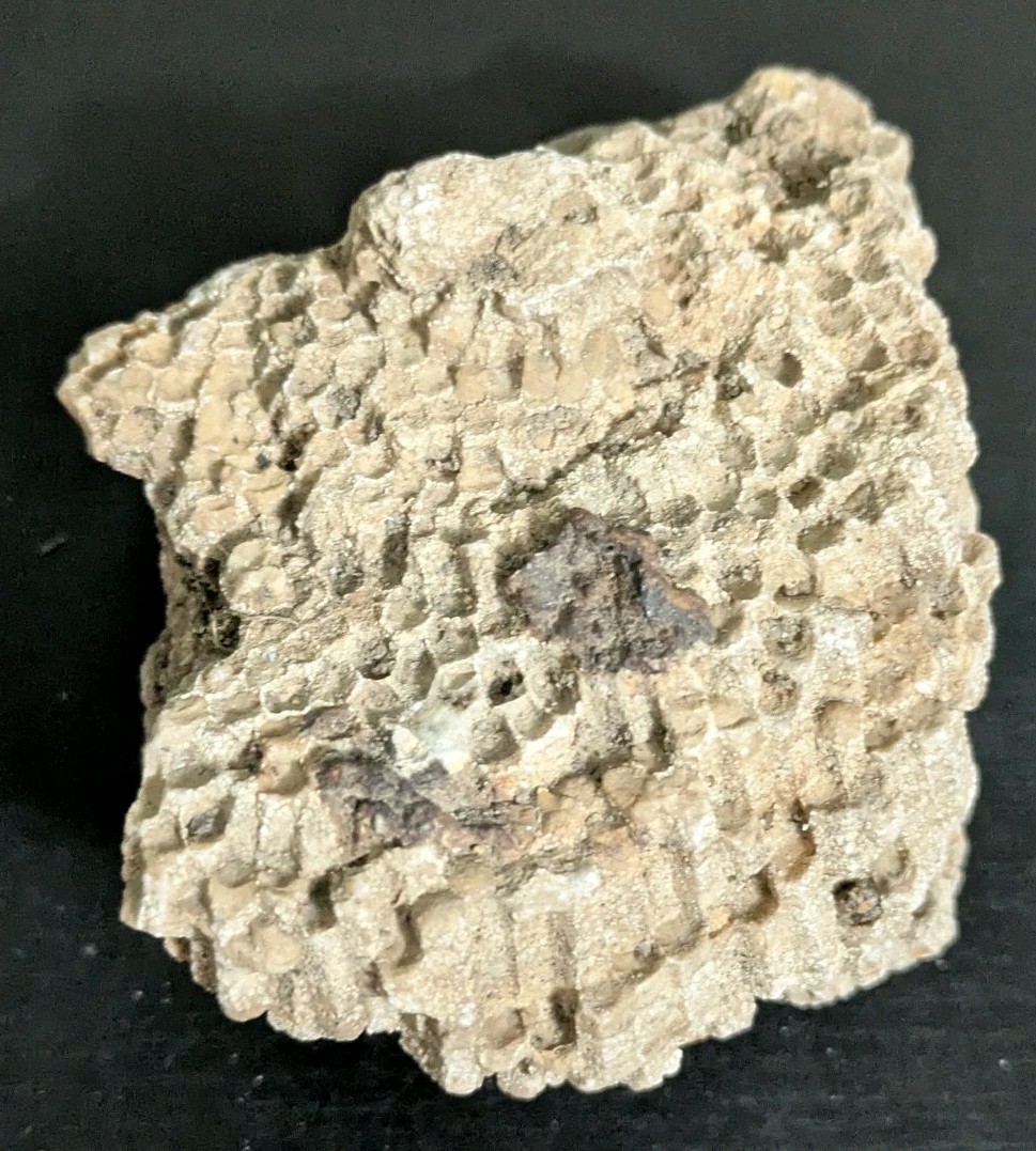 Favosites Coral Fossil 250-500 Million Years Old!! "Honeycomb Coral"