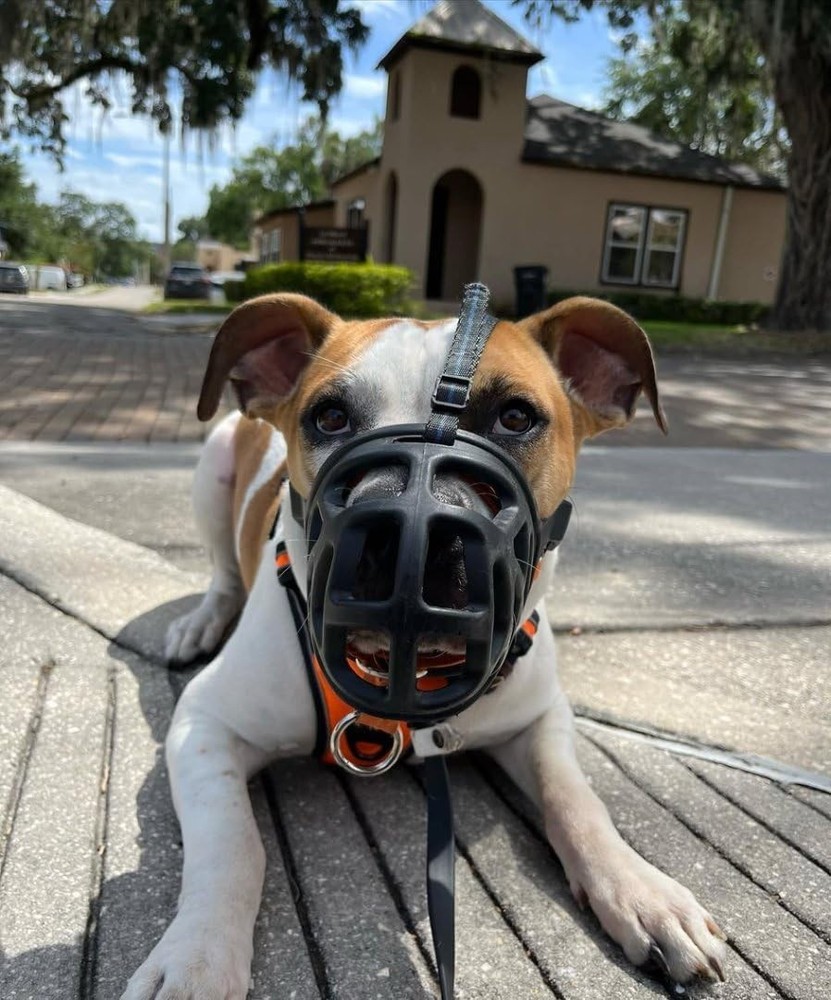 Mayerzon Dog Muzzle, Breathable Basket Muzzles - Size Medium