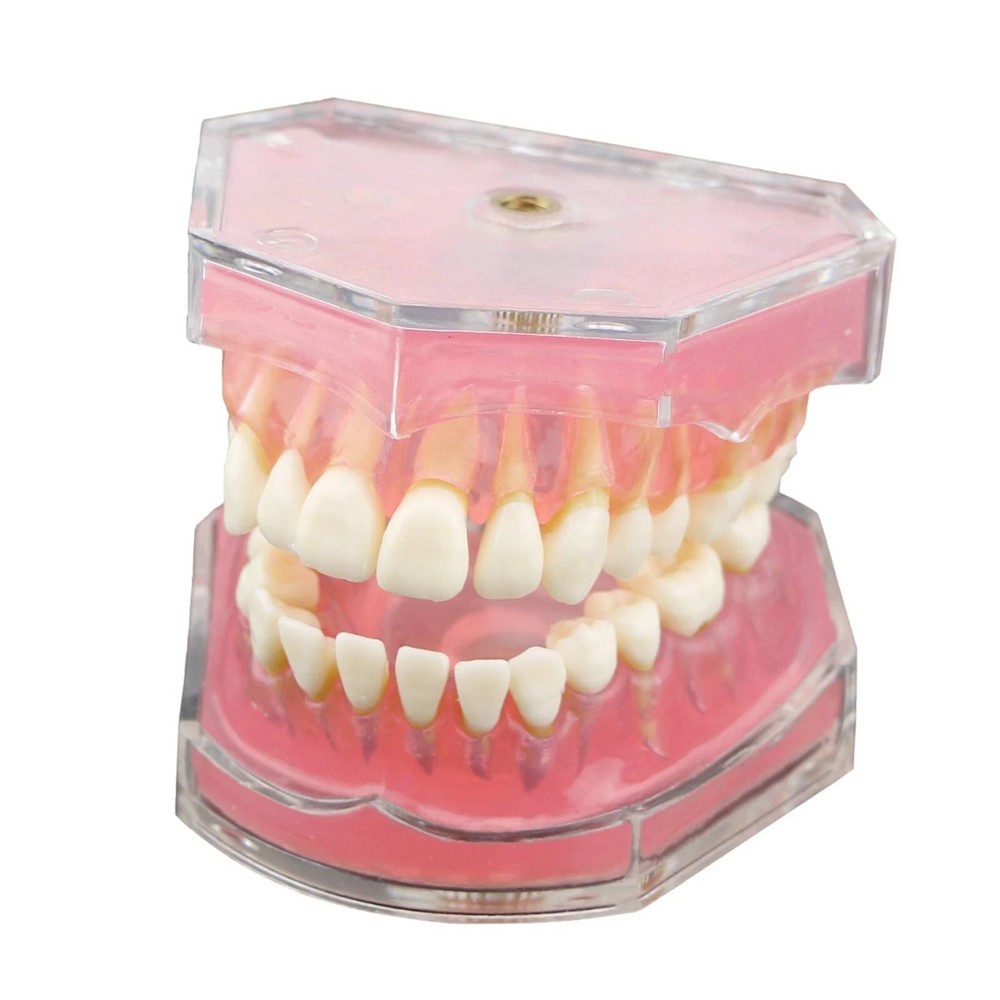 Dental Study Model Removable Teeth Soft Gum Typodont Student Practice Teaching