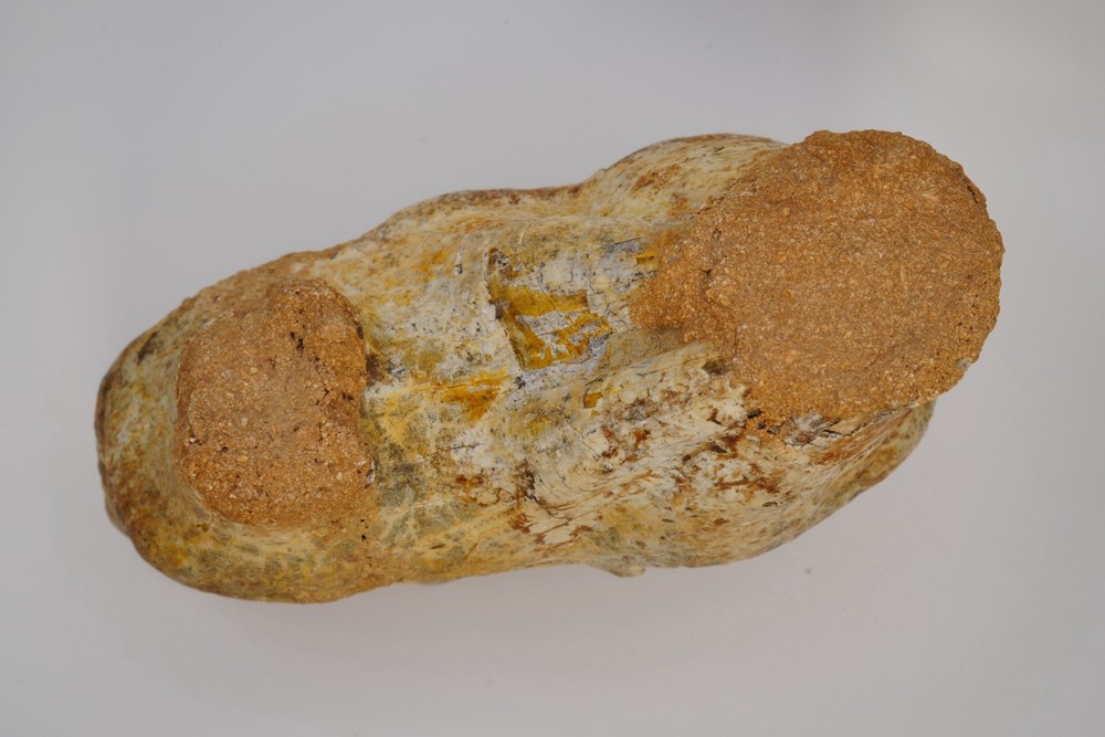 Platybelodon tooth