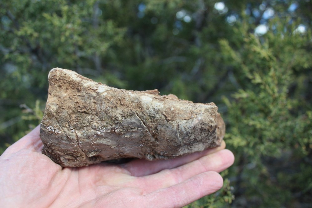 RARE Locality - Superb Display Specimen - Brachiopod/Shell Fossil - DEVONIAN