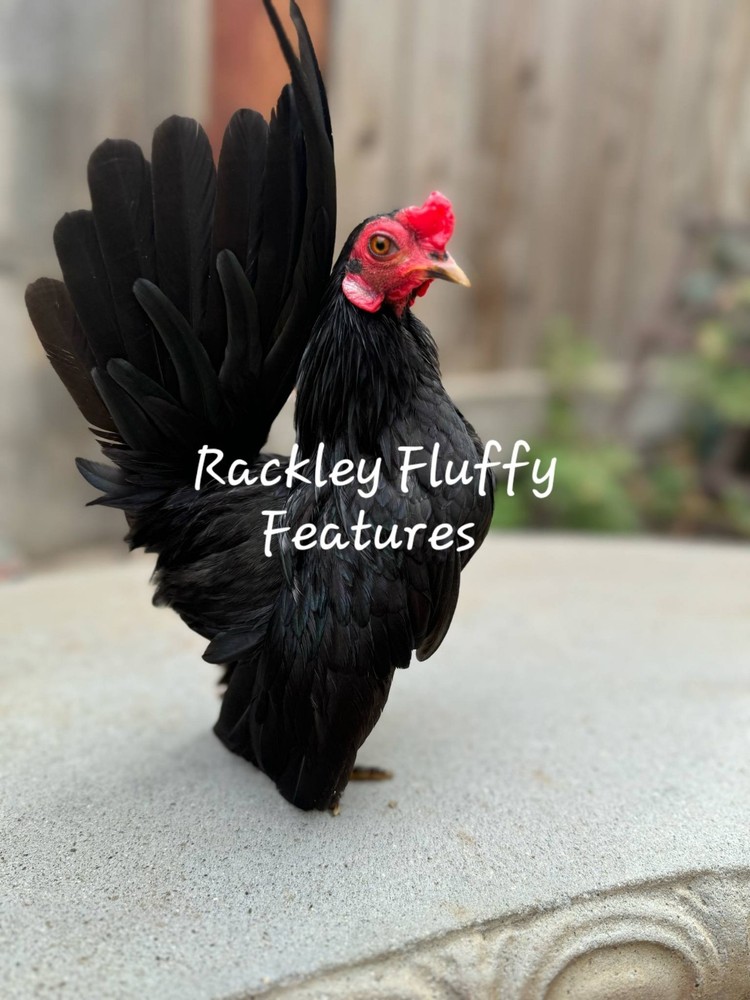 12 Kikiriki Hatching Eggs