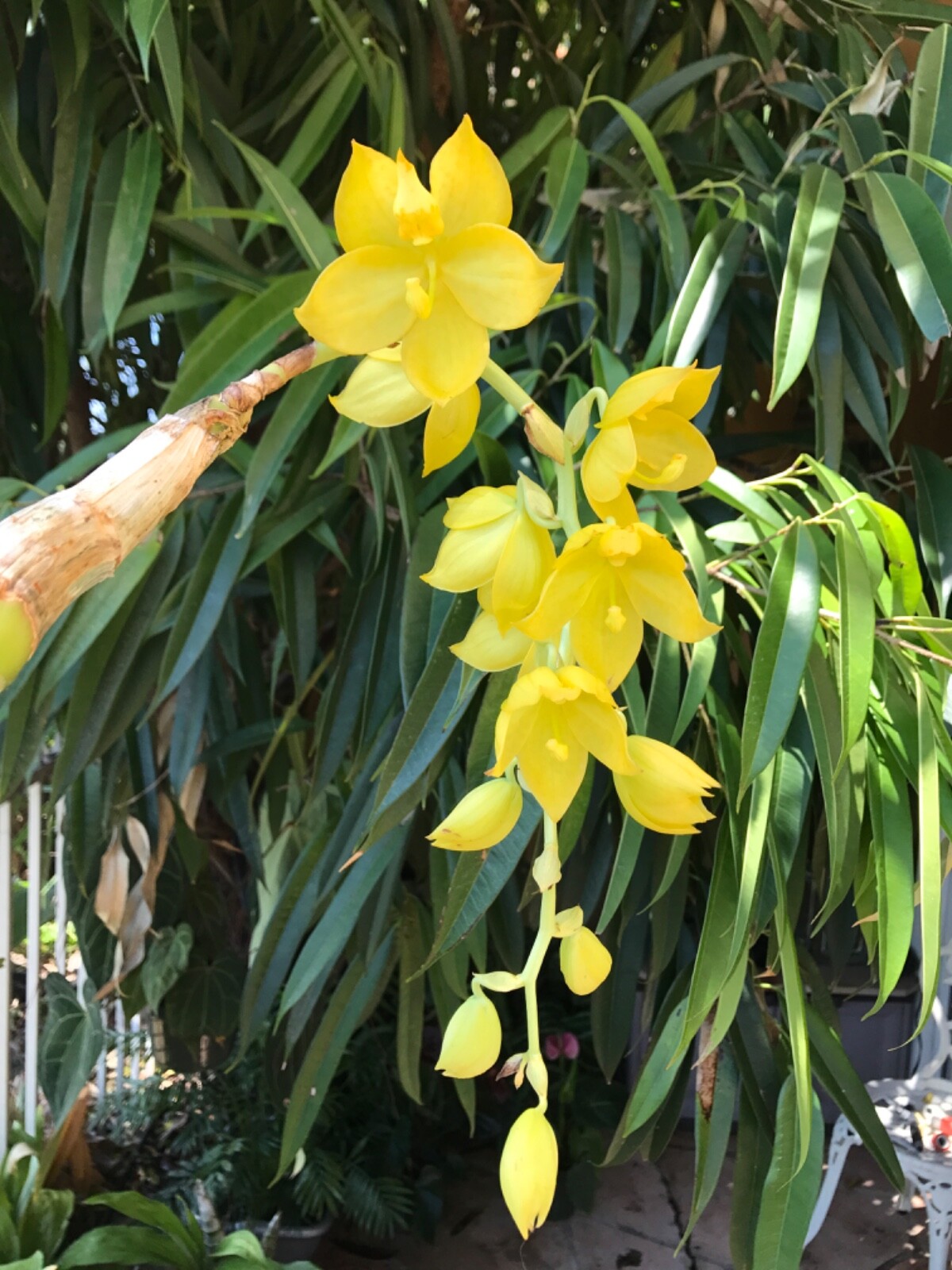 Dalton's of New Zealand Orchiata Bark - Precision, Classic, Power & Power+