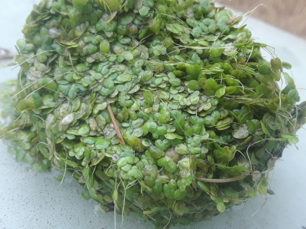 500 Duckweed (for KOI Fish Ponds)