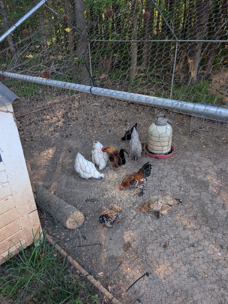 Bantam Breeds Hatching Eggs. 1 Dozen.
