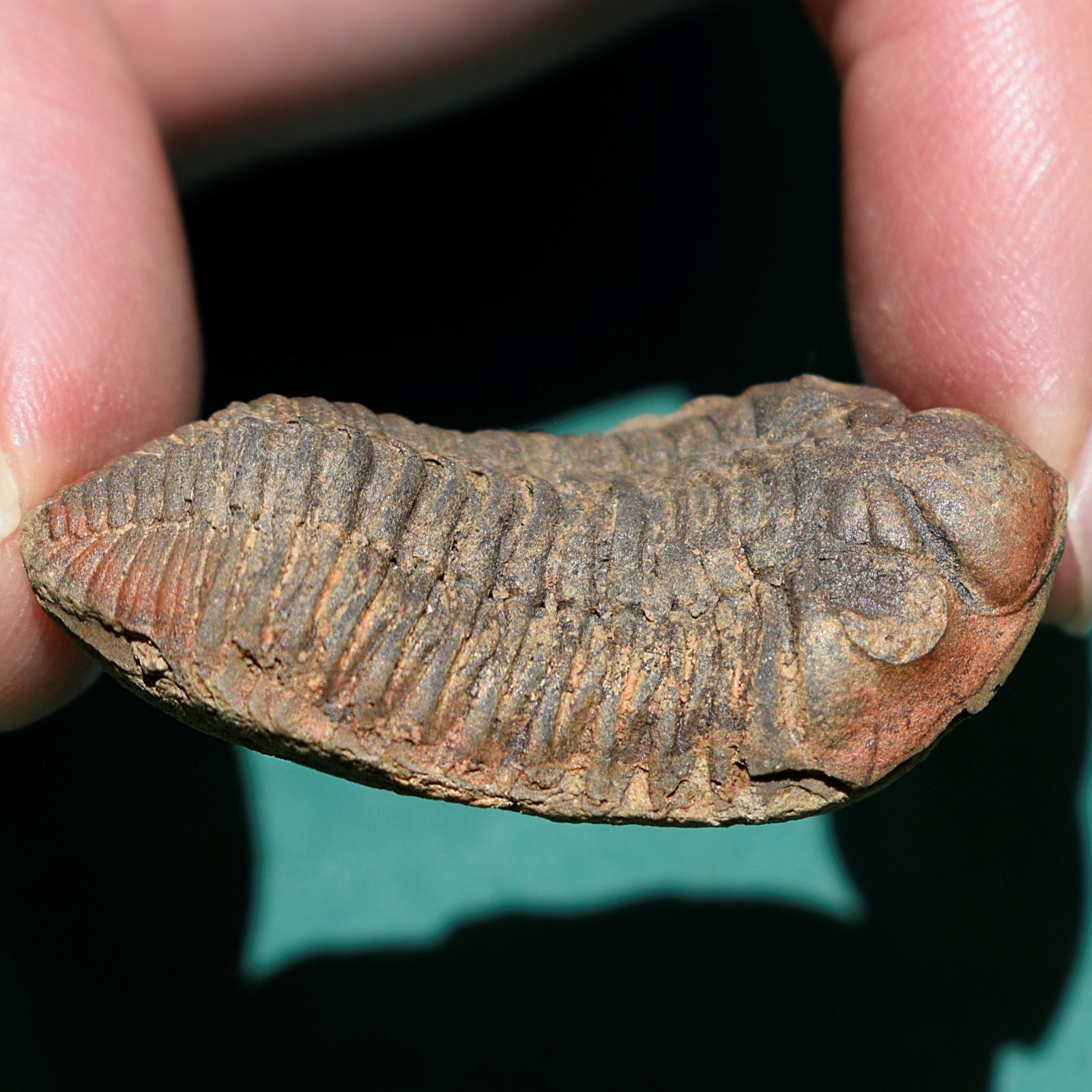Trilobite: Cryphaeus australis - Bolivia devonian trilobite fossil