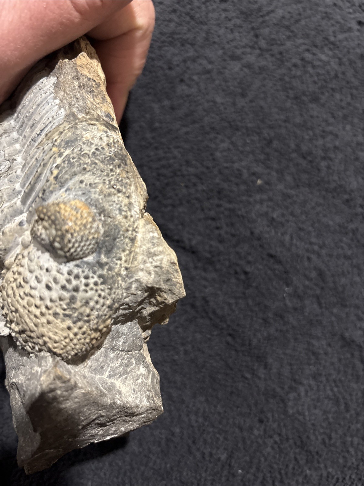 Exceptional Drotops 5 1/2 Inches, Right Side Still Encased Near Pristine