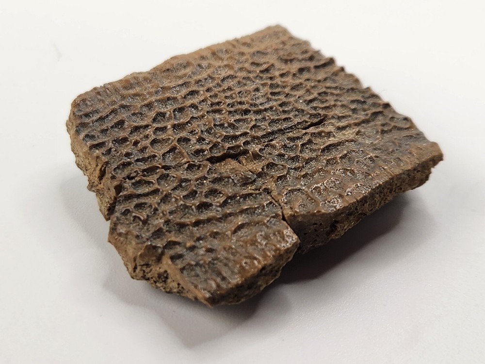 Turtle Shell Fossil - Judith River Fm. - Hill Co., MT