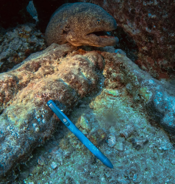 Tactile Turn Seasonal Release Switch!!! The Deep Sea [Standard or Short Length]